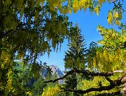 18 Laburnum alpinum (Maggiociondolo) con finestrella verso il Menna